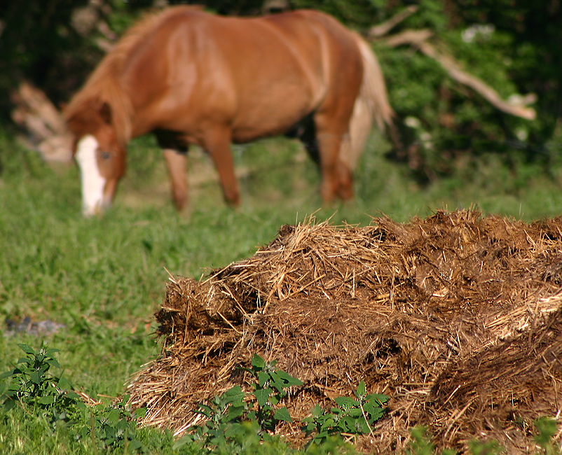 Hestemøk. Foto: Malene Thyssen (Wikimedia commons)